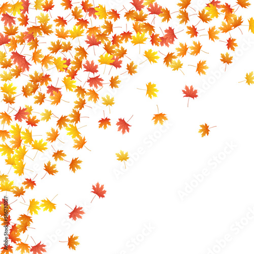 Wallpaper Mural Maple leaves vector background, autumn foliage on white graphic design. Torontodigital.ca