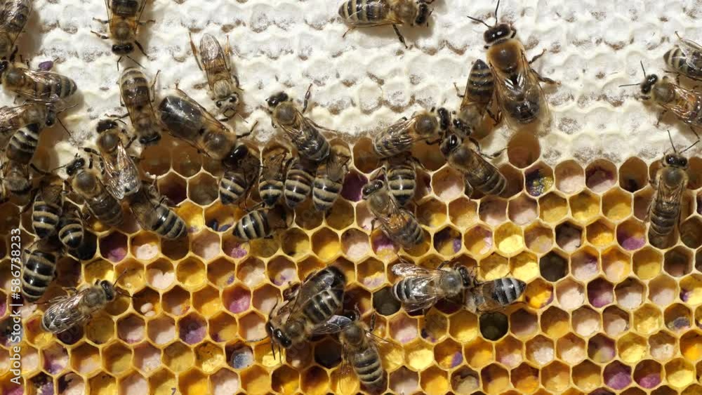 Pouring pollen with honey
Bee pollen is poured with honey. This is how perga is formed.
Pouring pollen with honey
Bee pollen is poured with honey. This is how perga is formed.