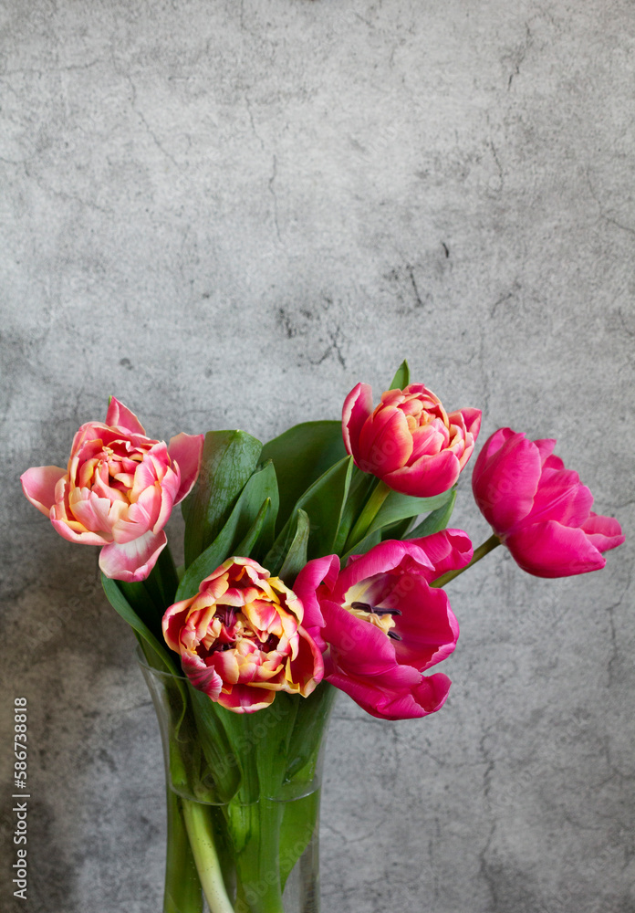 Peony multicolored tulips on a concrete background.