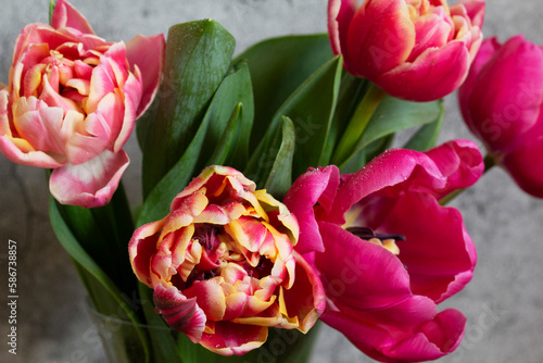 Obraz na płótnie Peony multicolored tulips on a concrete background. w salonie