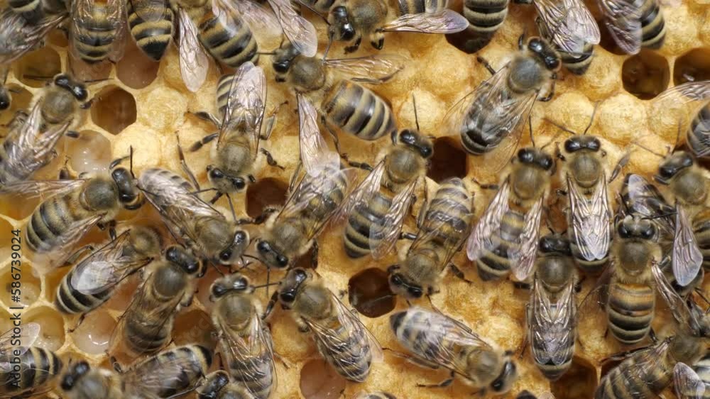 Life and reproduction of bees. Eggs and larvae in combs.
Bees caring for larvae. They feed them and blowing air. Life and reproduction of bees. Eggs and larvae in combs.
Bees caring for larvae. They feed them and blowing air.