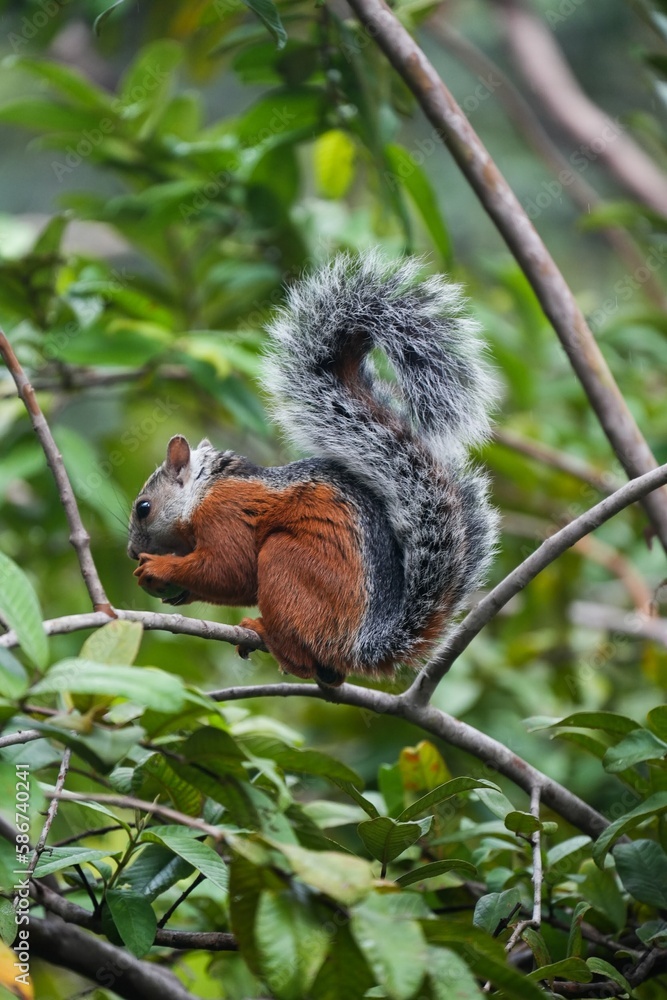 Fototapeta premium Squirrel Costa Rica jungle animal free 