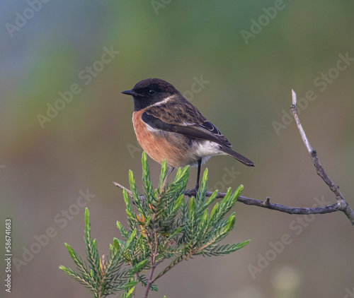 Beautiful little African Stone Chat Bird in the Wild in its Natural Habitat, from Nelson Mandela University, George South Africa