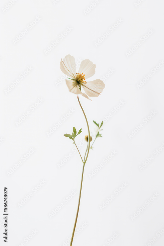 Delicate blush flower on white background