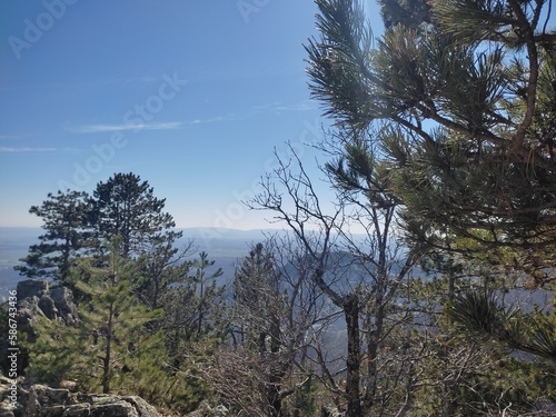 pine trees and sky