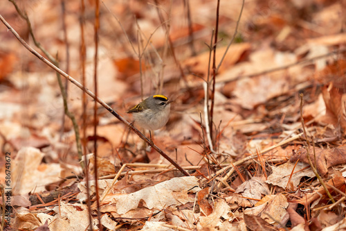 The golden-crowned kinglet (Regulus satrapa)  photo