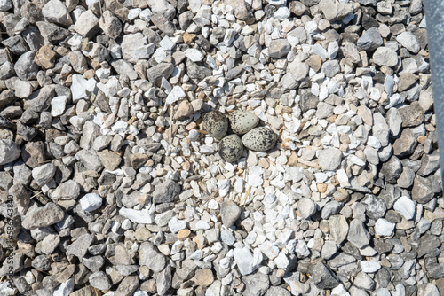 Killdeer scrape nest, a common type of plover laid speckled eggs among the rocks and stones to be well camouflaged on the ground