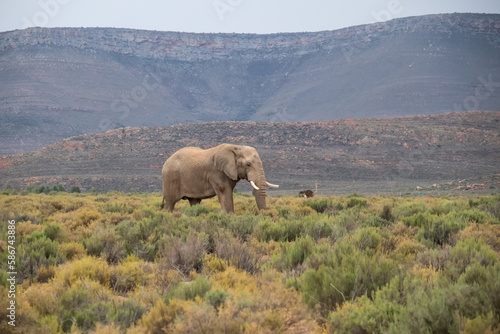 Single elephant is walking in safari park in South Africa