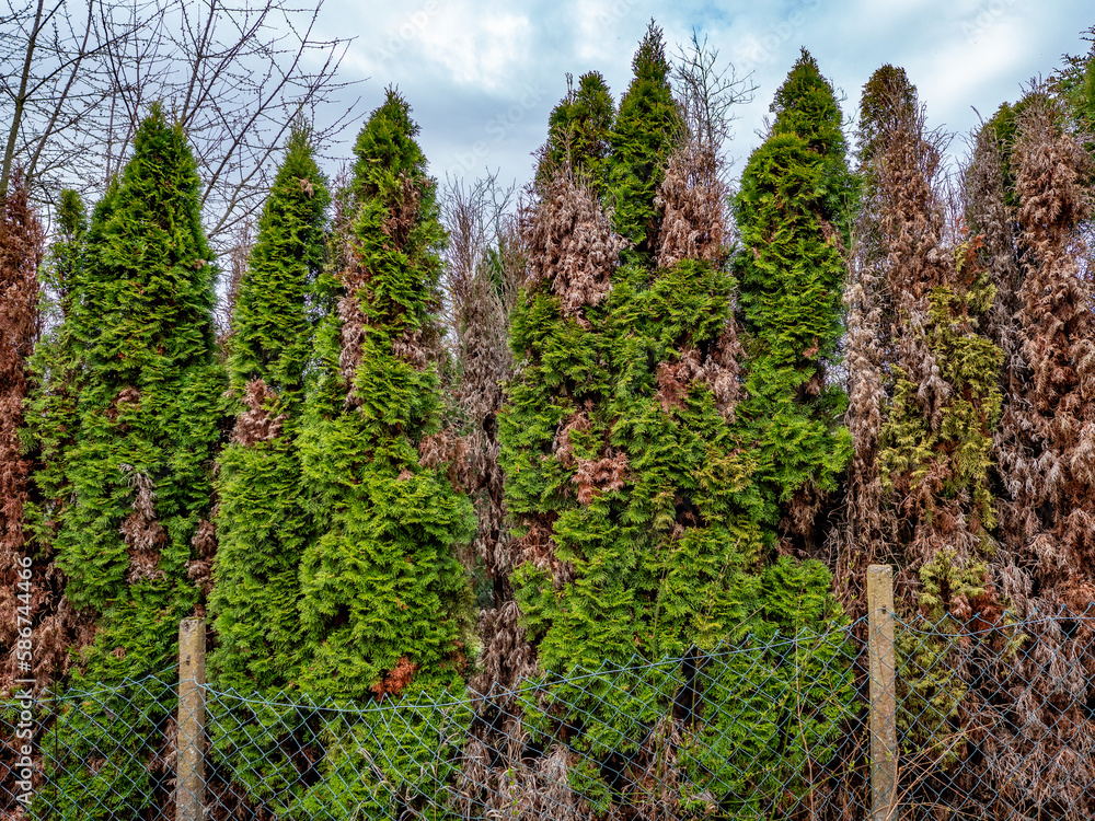 Schäden an Thuja Hecke durch Trockenheit Schäden an Thuja Hecke durch Trockenheit