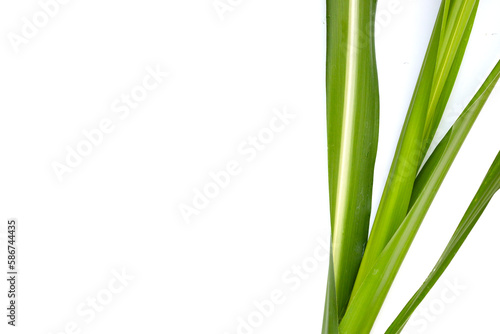Sugar cane leaves on white background.