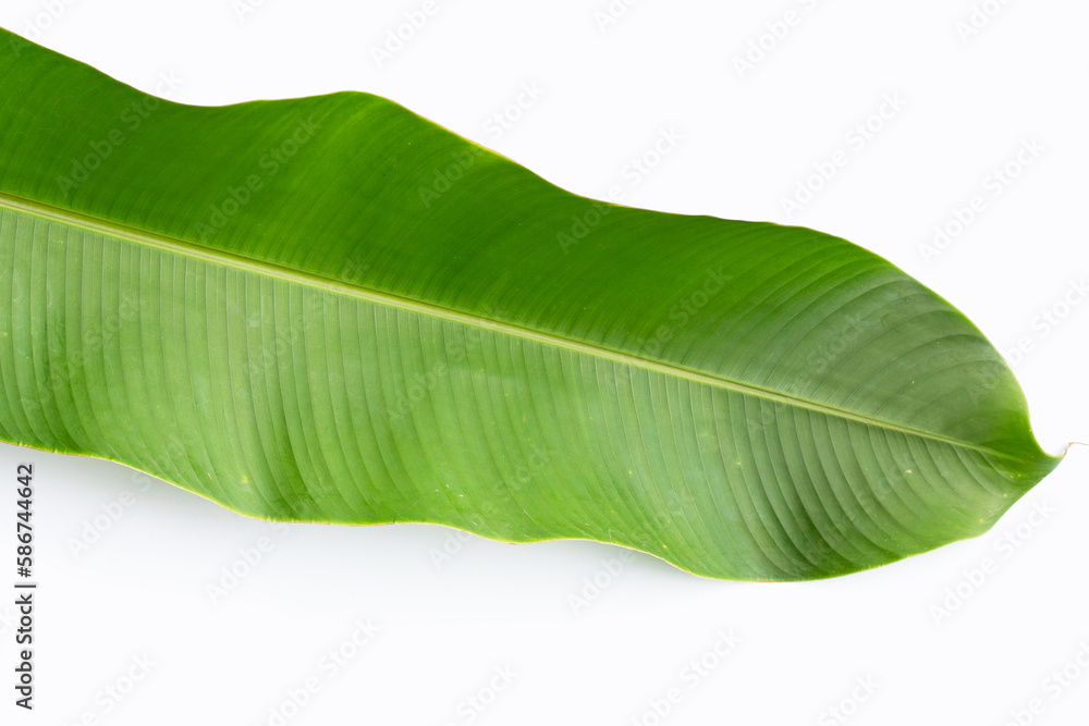 Obraz premium Heliconia leaf on white background.
