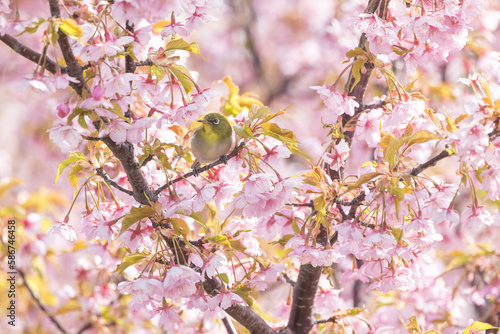 河津桜の木にとまるとメジロ