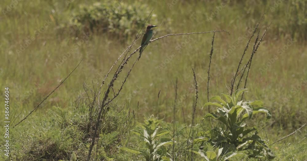 European Bee-Eater. Merops Apiaster European Bee-Eater. Merops Apiaster
