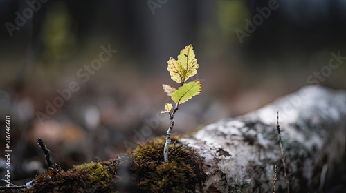 Birch tree sapling. Generative AI image.