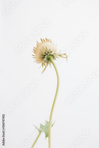 Delicate blush flower on white background 