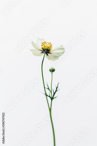 Delicate white flower on white background 