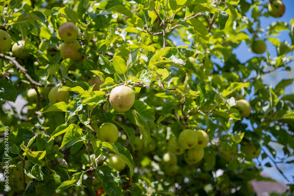 green branches of an apple tree with unripe fruits against a blue sky