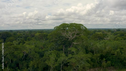 Vue drone d'un arbre immense en Amazonie