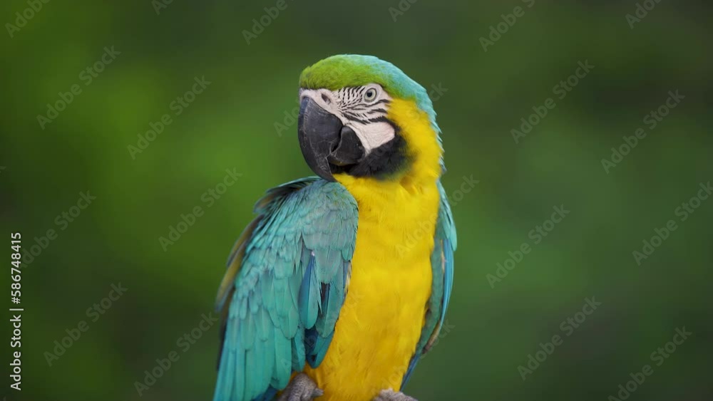 Perroquet jaune vert et bleu en Amazonie Perroquet jaune vert et bleu en Amazonie