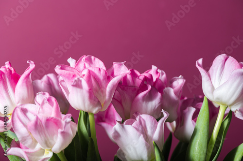 Fototapeta Naklejka Na Ścianę i Meble -  Beautiful Bunch of Pink Parrot Style Tulips in the Vase on pink background, spring holiday concept, art background, copy space