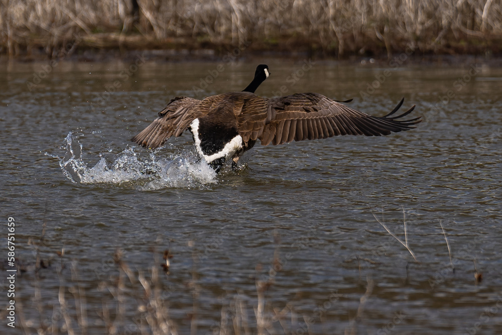 Canada goose taking off from water, flying in flight Canada goose taking off from water, flying in flight