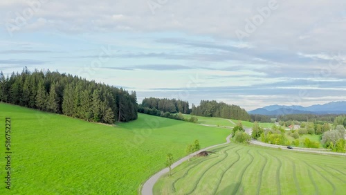 Aerial view of Allgäu region, Germany. Verdant valleys with  calves ,that contrast beautifully with the majestic Alps in the background. 