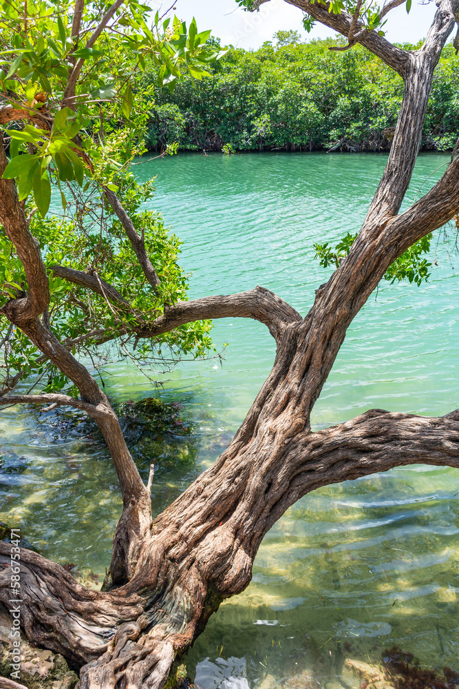 Mangrove forests near Cancun on the Yucatan Peninsula in Mexico Mangrove forests near Cancun on the Yucatan Peninsula in Mexico
