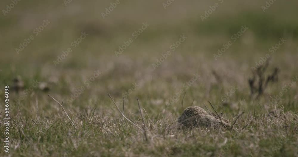 Ground Squirrel In Its Natural Habitat Ground Squirrel In Its Natural Habitat