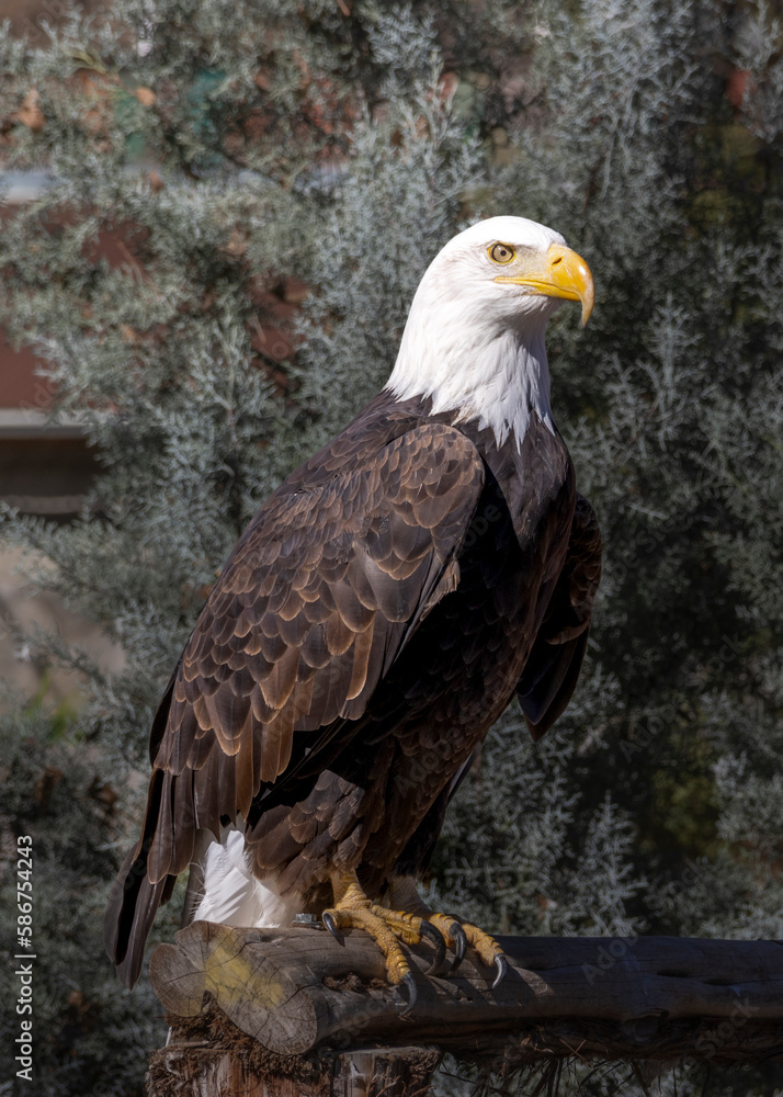 Obraz premium Bald Eagle