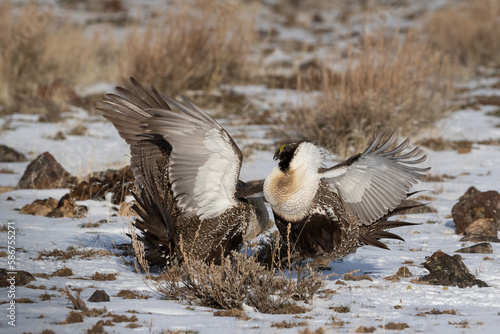 male greater sage grouse fighting on a lek