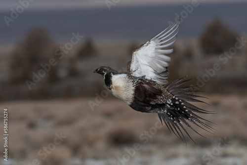 Tela greater sage grouse flying above Oregon high desert