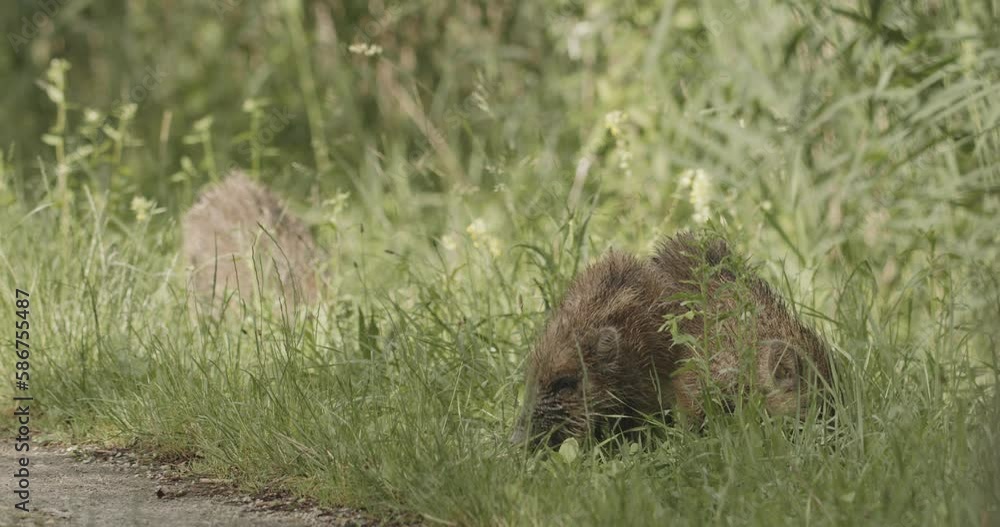 Young Wild Boar (Sus Scrofa) In Forest Slow Motion Image Young Wild Boar (Sus Scrofa) In Forest Slow Motion Image