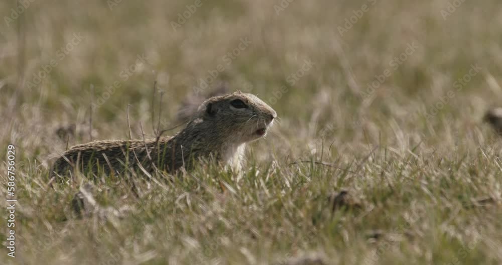 Cute Wild European Ground Squirrel In Its Natural Habitat Cute Wild European Ground Squirrel In Its Natural Habitat
