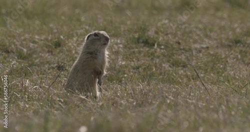 Wallpaper Mural Cute Wild European Ground Squirrel In Its Natural Habitat Torontodigital.ca