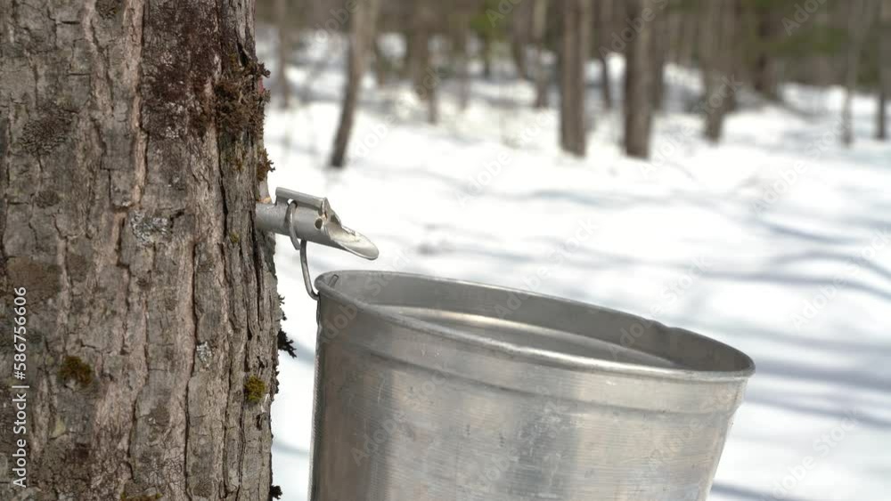 Maple sap dripping into aluminium sap bucket attached to a maple tree