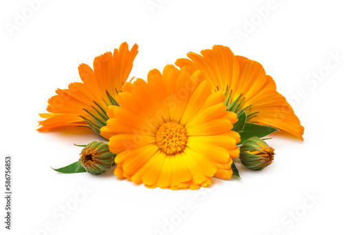 Calendula. Marigold flowers with leaves isolated on white 