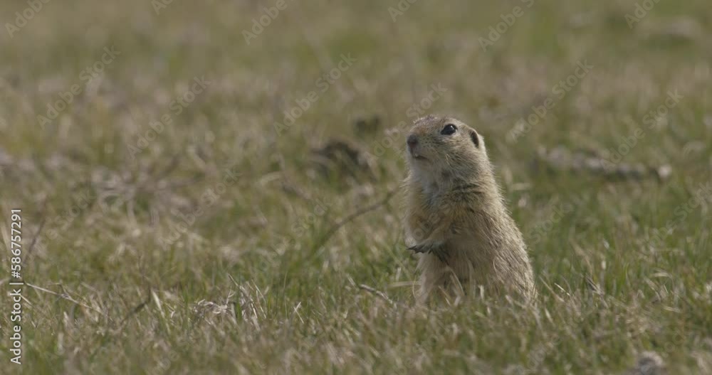 Ground Squirrel In Its Natural Habitat Ground Squirrel In Its Natural Habitat