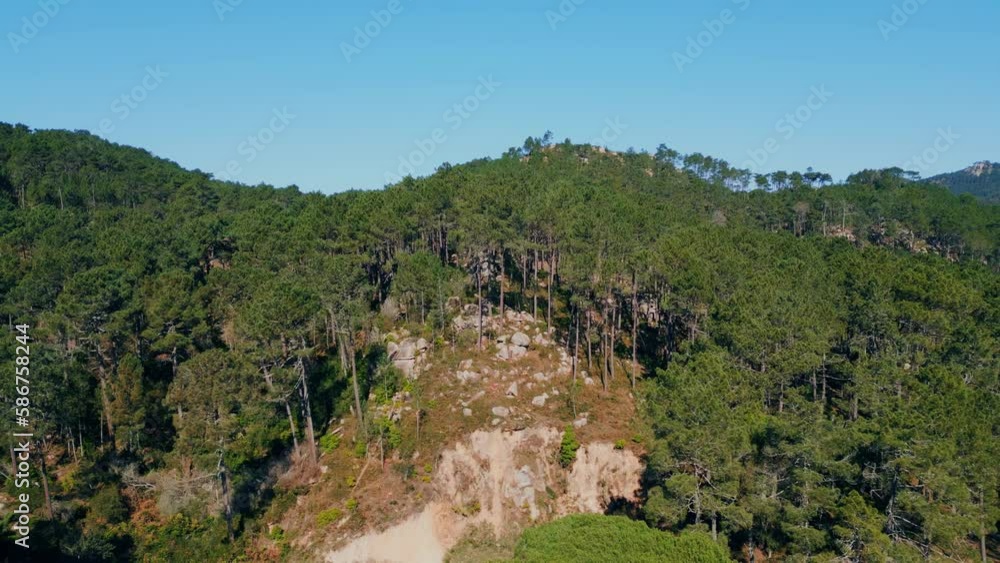 Evergreen trees growing mountain hills aerial view. Pines covering stony slope Evergreen trees growing mountain hills aerial view. Pines covering stony slope
