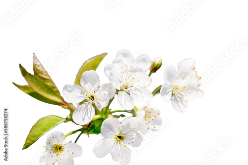 Fototapeta Naklejka Na Ścianę i Meble -  branch of cherry with white flowers in spring during flowering of gardens and collection of spring nectar. Isolated on white
