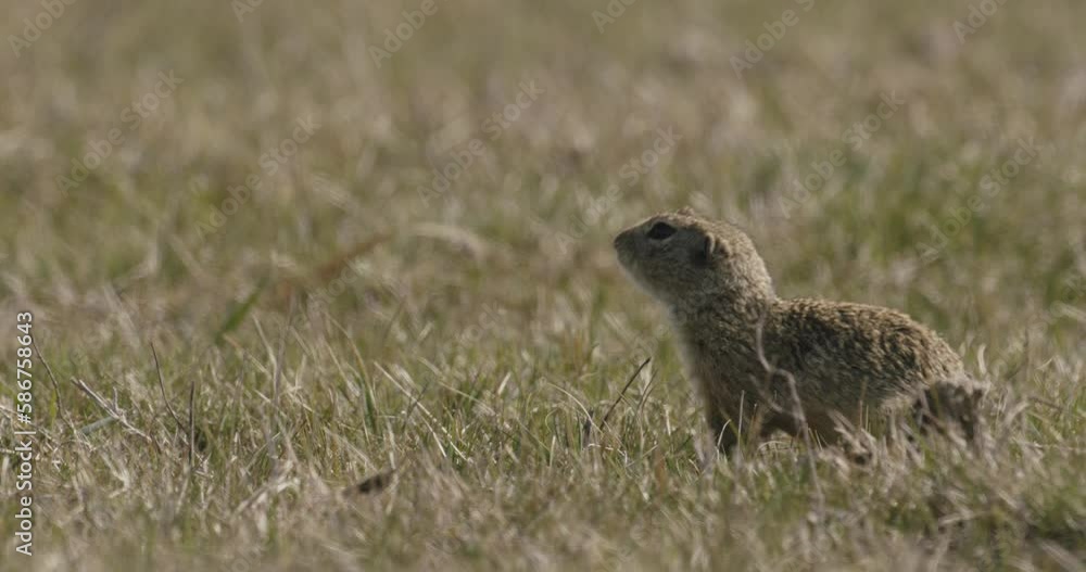 Cute Wild European Ground Squirrel In Its Natural Habitat Cute Wild European Ground Squirrel In Its Natural Habitat