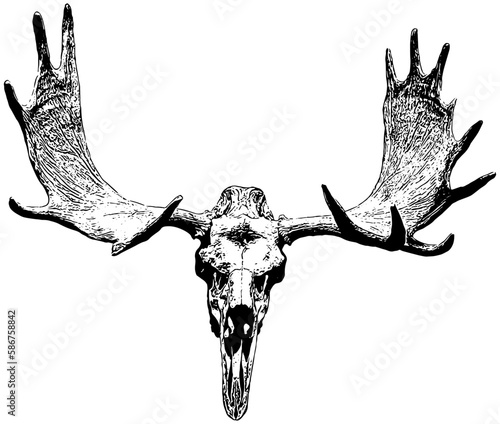 Moose skull and horns sketch illustration 