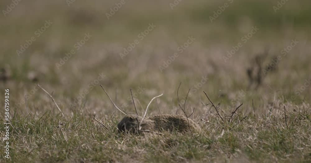 Ground Squirrel In Its Natural Habitat Ground Squirrel In Its Natural Habitat
