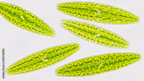Fotografie Netrium digitus, a green microalgae species belonging to the family Desmidiaceae