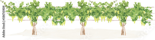 Watercolor grape tree, vineyard garden, vintage rustic botany, italian village, countryside wedding invitation decor