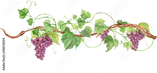 Watercolor grape leaves branch, wedding invitation decor, vineyard celebration, organic berry, vegetarian ingredient,  autumn, summer food, wine season