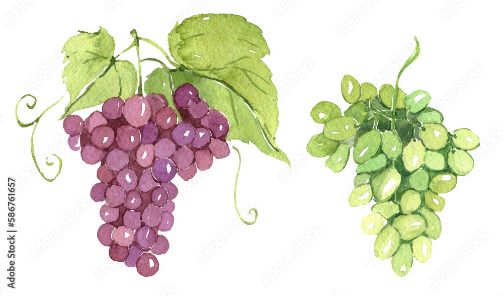 Fototapeta premium Watercolor grape, wedding invitation decor, vineyard celebration, organic berry, vegetarian ingredient
