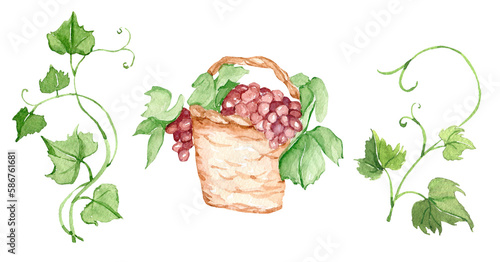 Watercolor grape leaves, grape basket, wedding invitation decor, vineyard celebration, organic berry, vegetarian ingredient