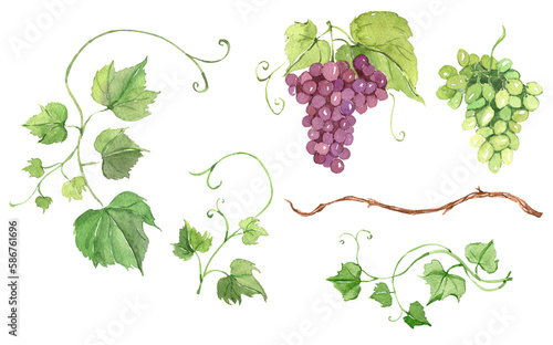 Watercolor grape leaves, wedding invitation decor, vineyard celebration, organic berry, vegetarian ingredient, grape set, autumn, summer food, wine season