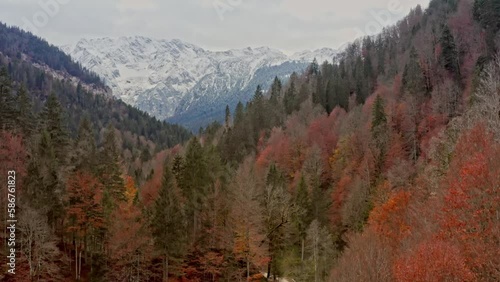 An awe-inspiring aerial view displays a colorful autumn forest, with a backdrop of snow-covered mountains in the distance. Austria