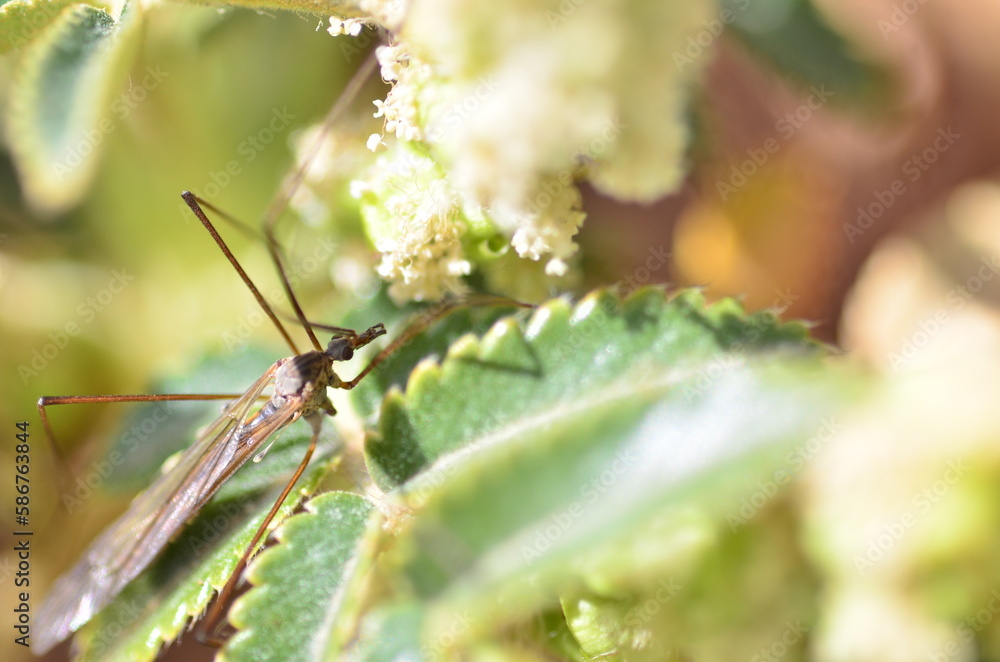 Fototapeta premium INSECTO